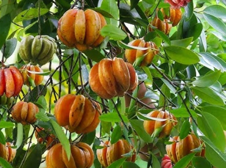 garcinia images